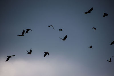 Low angle view of birds flying in sky