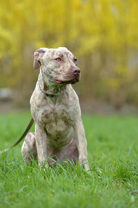 Dog looking away on grass