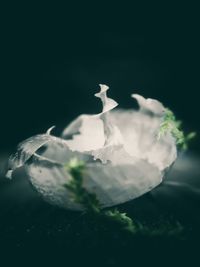 Close-up of white rose against black background