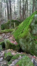 Scenic view of forest against sky