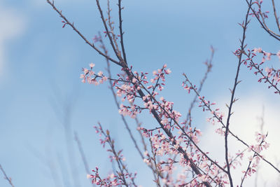 Low angle view of cherry blossoms against sky