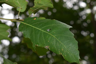 Close-up of fresh green leaves