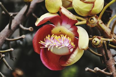 Close-up of flowers