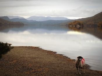 Dog by lake against mountain range