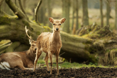 Portrait of deer against tree trunk in forest