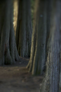 Close-up of tree trunk