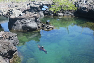 Duck swimming in lake