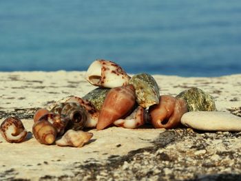Close-up of shells on rock at beach