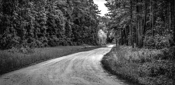 Dirt road amidst trees in forest