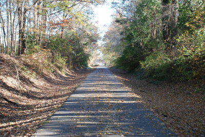 Road amidst trees in forest