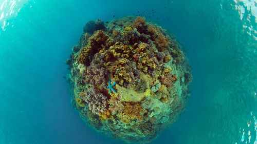 View of coral swimming in sea