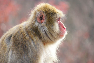 Close-up of monkey