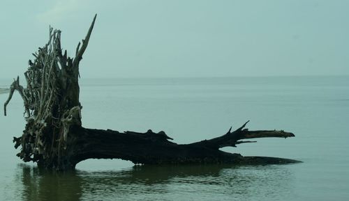 Driftwood by sea against clear sky