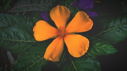 Close-up of yellow flowers