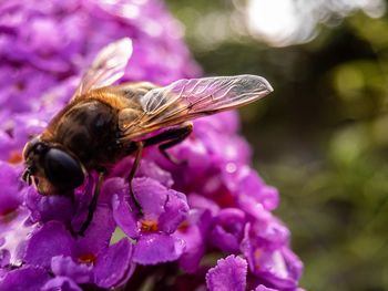 Close-up of bee on purple flower