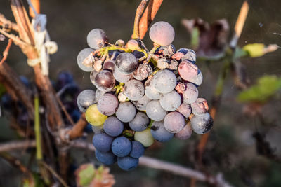 Close-up of grapes growing in vineyard