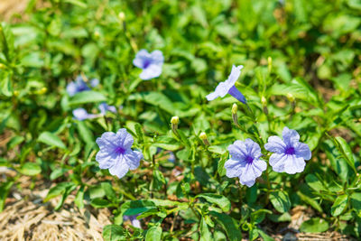 Close-up of purple flowering plants