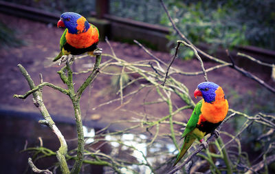 Close-up of rainbow lorikeets perching on plants