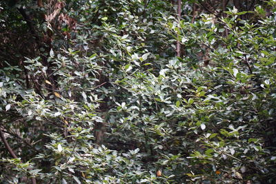 Full frame shot of flowering plants