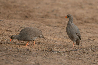 View of birds on land