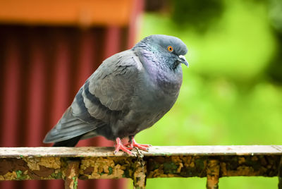 Close-up of bird perching on wood