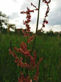 Close-up of pink flowers