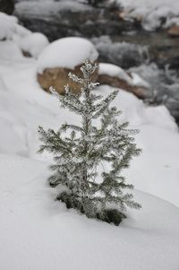 Close-up of snow covered tree