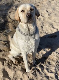 Dog looking away