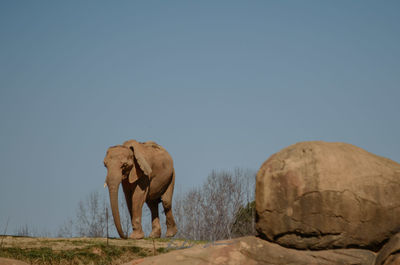 Elephant standing on rock against clear sky