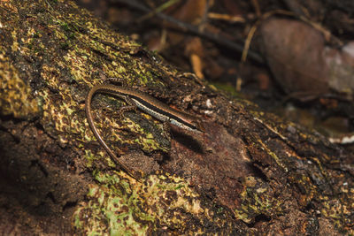 Close-up of lizard on tree trunk