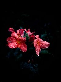 Close-up of red rose flower against black background