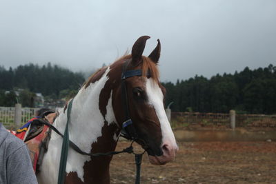 Horse on field against sky