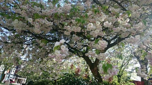 Low angle view of flowers blooming on tree