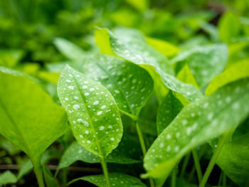 Close-up of wet plant leaves during rainy season