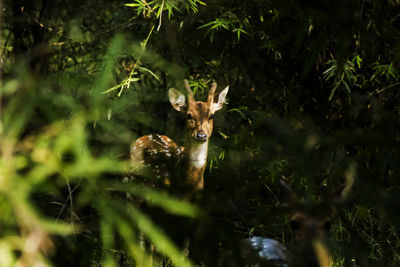 Portrait of deer on grass