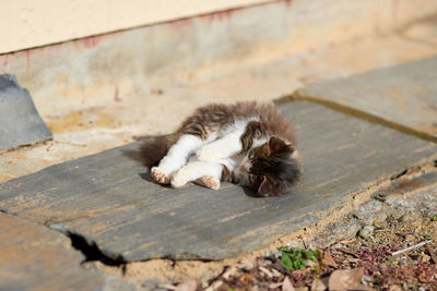 Cat sleeping on wood