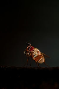 Close-up of fly