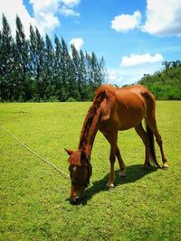 Horses in a field