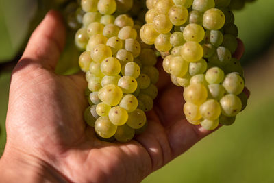 Grapes harvest. farmer is holding a ripe white grapes in hand. styrian tuscany.