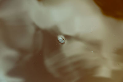 Close-up of wet swimming in sea