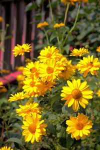 Close-up of yellow flowers blooming outdoors