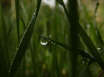 Close-up of water drops on leaf