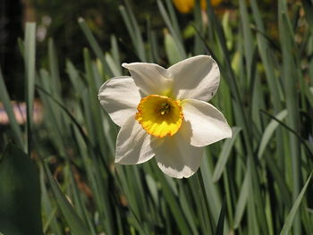 Close-up of white flower blooming outdoors