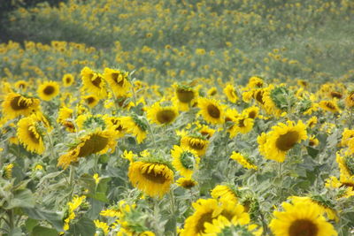 Scenic view of sunflower field