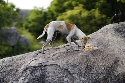 Dog on rock