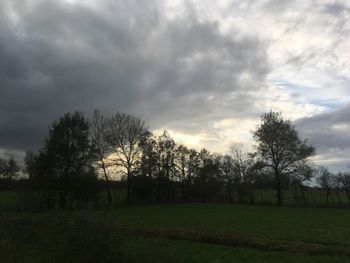 Trees on field against sky