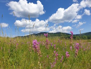 grassland