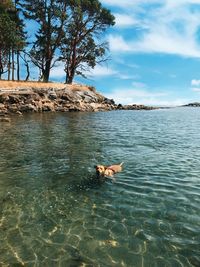 Man swimming in sea against sky