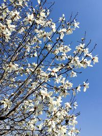 Low angle view of cherry blossoms in spring