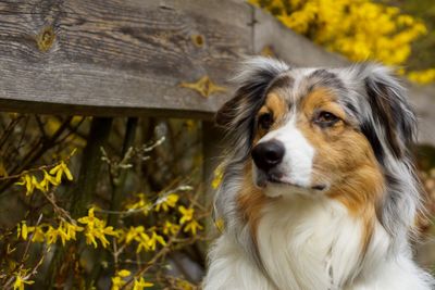 Close-up of dog looking away